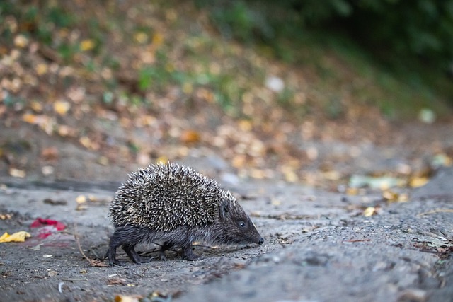 奥利韦拉的 奥利韦拉的